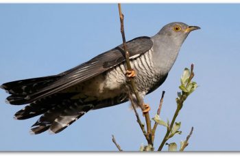 cuckoo-warning-day