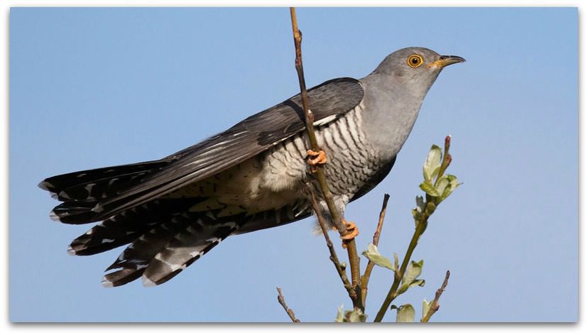 When is Cuckoo Warning Day This Year 