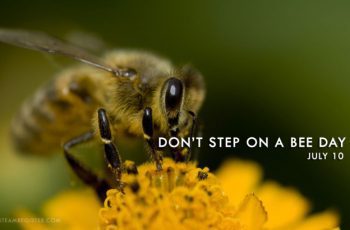 dont-step-on-a-bee-day