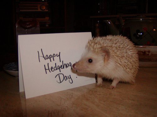 When is Hedgehog Day This Year 