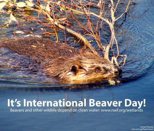 When is International Beaver Day This Year 