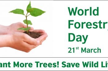 international-day-of-forests