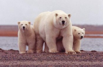 international-polar-bear-day