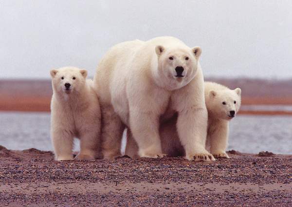 When is International Polar Bear Day This Year 