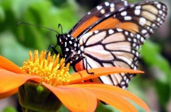 learn-about-butterflies-day
