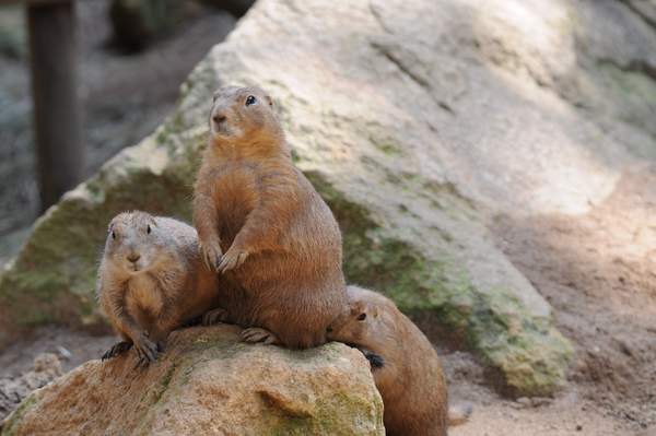 When is Marmot Day This Year 