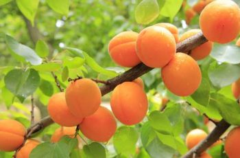 national-apricot-day