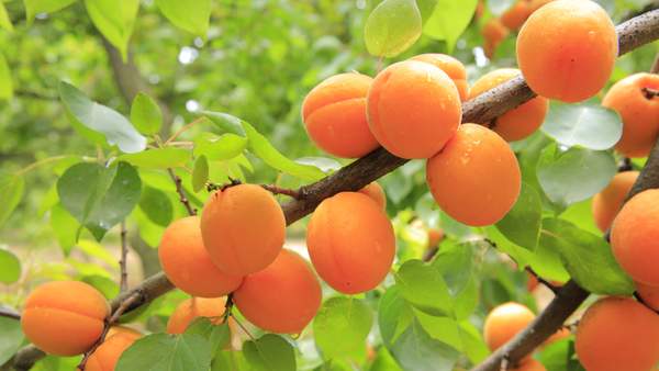 When is National Apricot Day This Year 