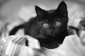 national-black-cat-appreciation-day