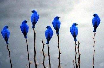 national-bluebird-of-happiness-day