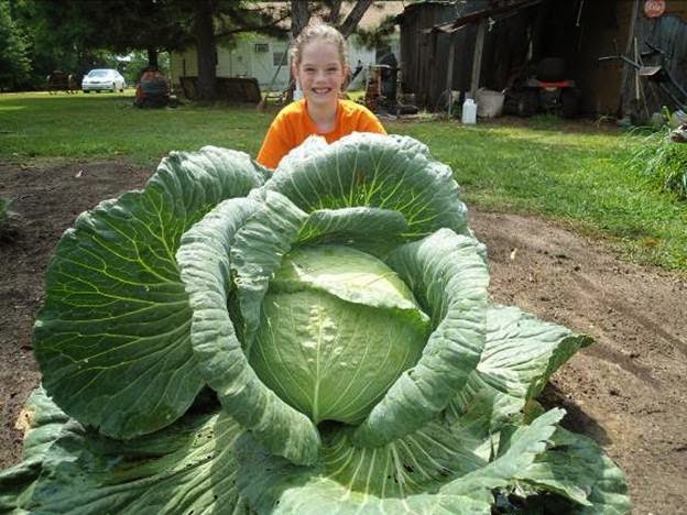 When is National Cabbage Day This Year 