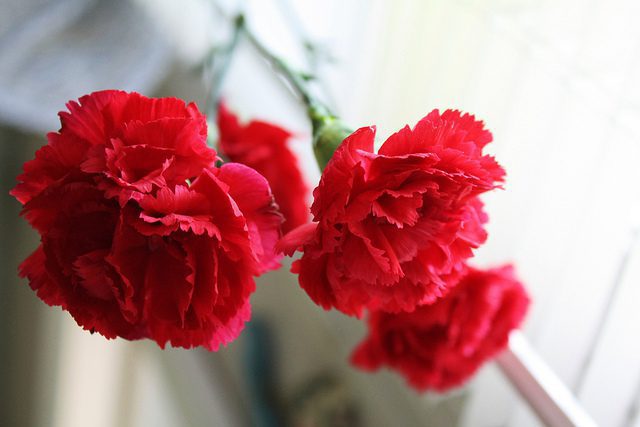 When is National Carnation Day This Year 