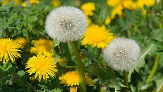 When is National Dandelion day This Year 