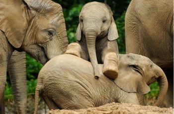 national-elephant-appreciation-day