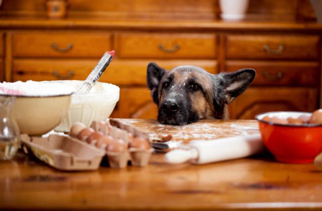 When is National Go Cook For Your Pets Day This Year 