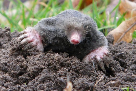 When is National Mole Day This Year