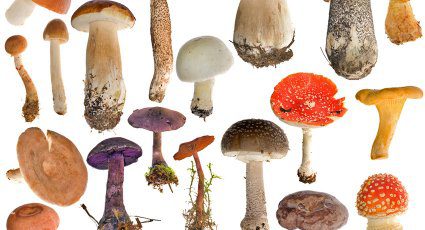 When is National Mushroom Day This Year