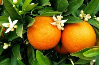 national-orange-blossom-day