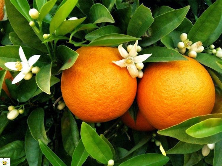 When is National Orange Blossom Day This Year 