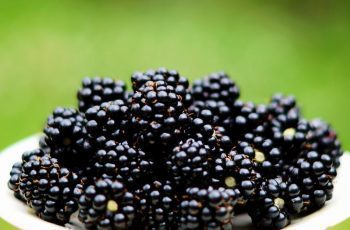 national-poisoned-blackberries-day