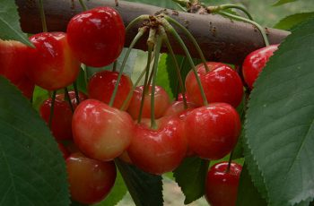 national-rainier-cherries-day