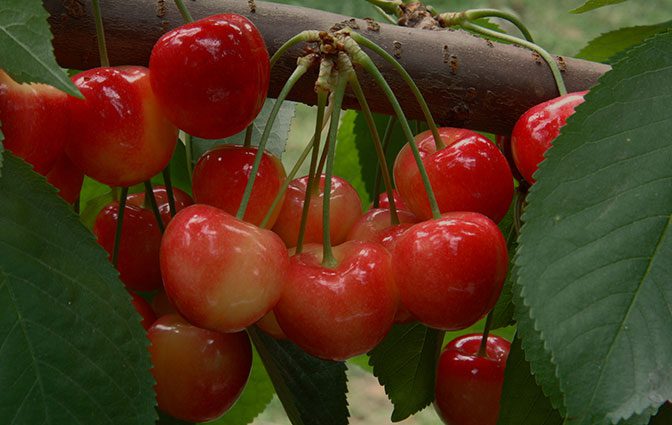 When is National Rainier Cherries Day This Year 