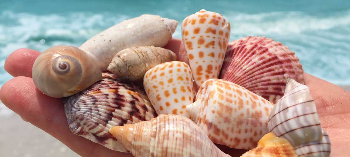 When is National Seashell Day This Year 
