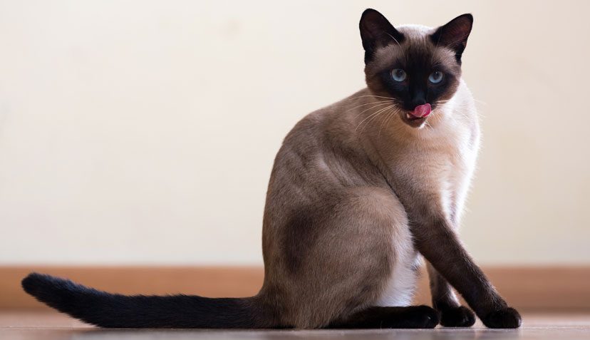 When is National Siamese Cat Day This Year 
