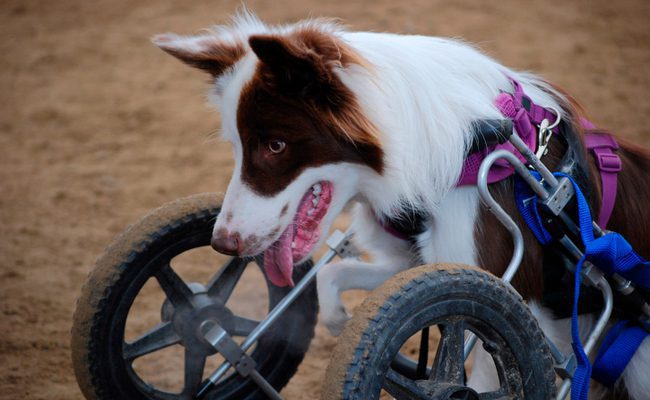 When is National Specially-abled Pets Day