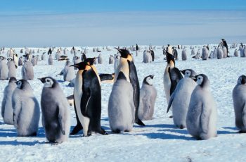 penguin-awareness-day