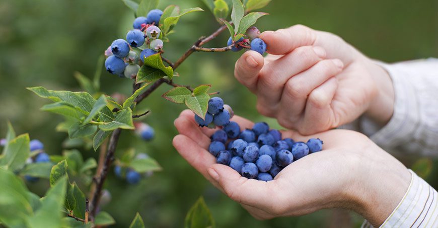 When is Pick Blueberries Day This Year 