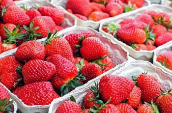 pick-strawberries-day
