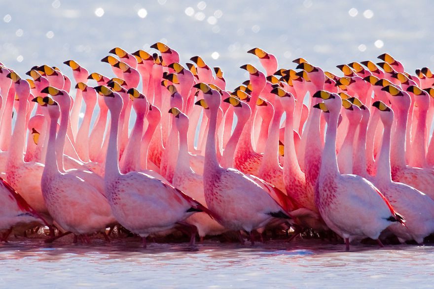 When is Pink Flamingo Day This Year 