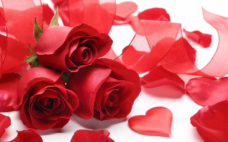 When is Red Rose Day This Year 
