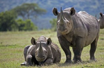 save-the-rhino-day
