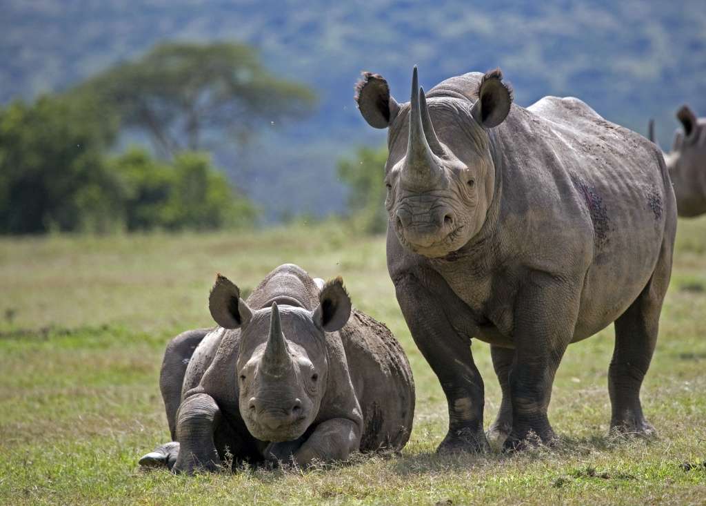 When is Save the Rhino Day