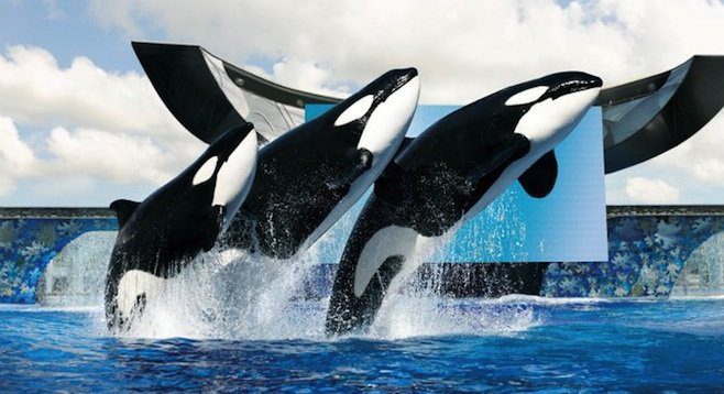 When is Shamu the Whale Day This Year 