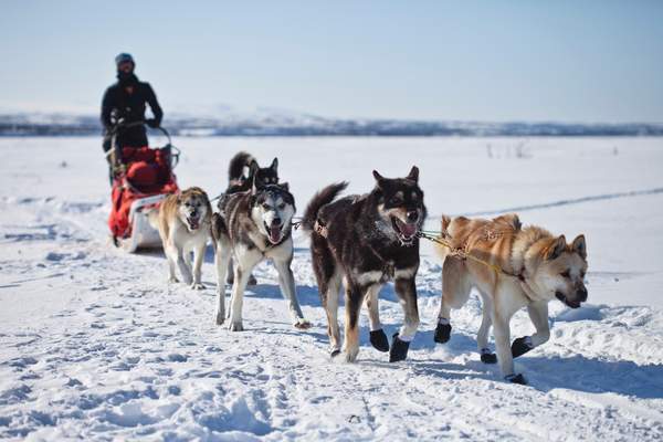 When is Sled Dog Day This Year 