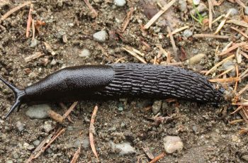 slugs-return-from-capistrano-day