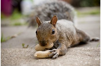 squirrel-appreciation-day