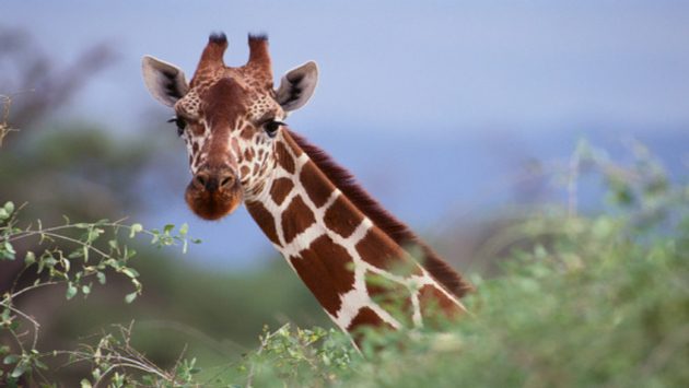 When is World Giraffe Day This Year 