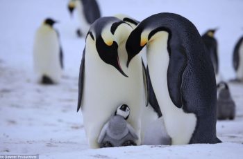 world-penguin-day