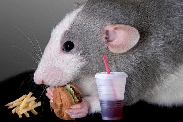When is World Rat Day This Year 