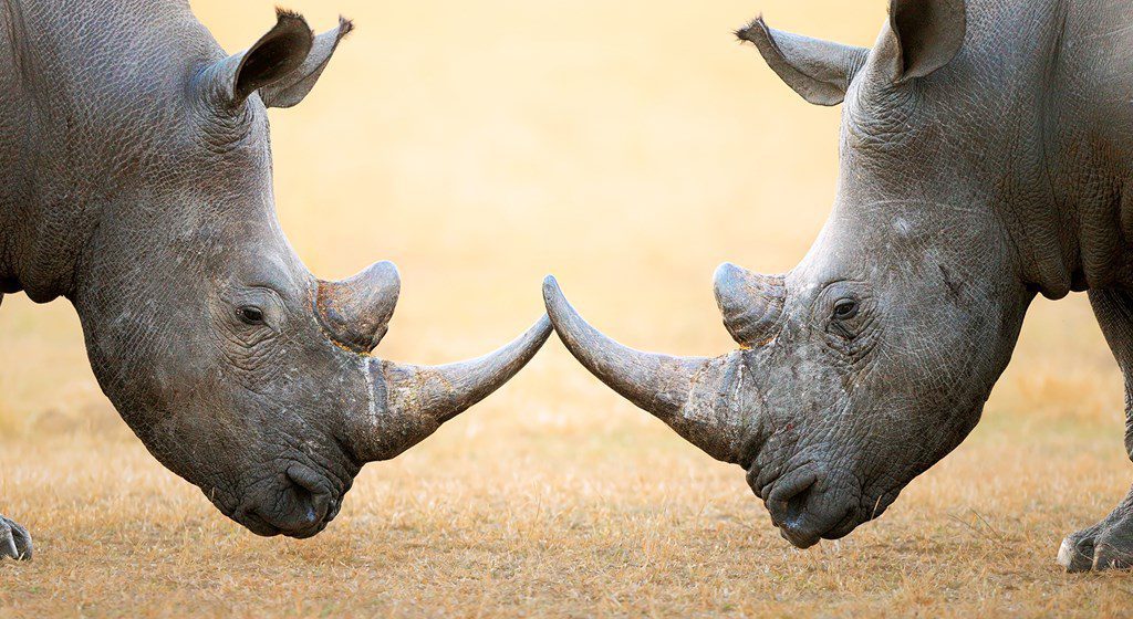When is World Rhino Day This Year 