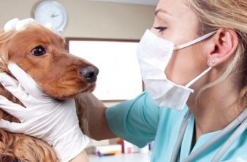 When is International Day of Veterinary Medicine This Year