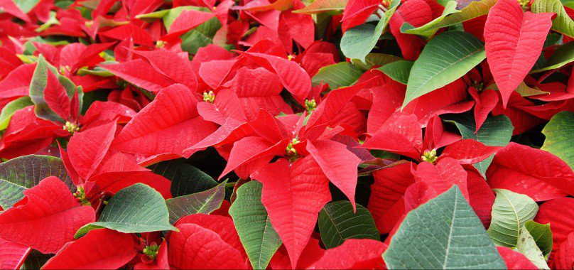 When is Poinsettia Day This Year 